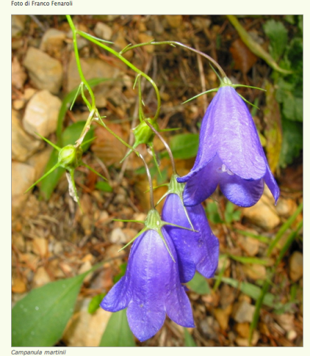 Campanula martinii_1