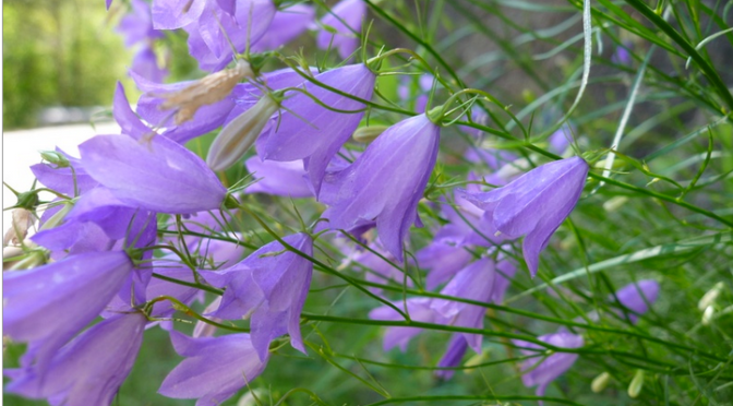 Campanula martinii vs. black hole