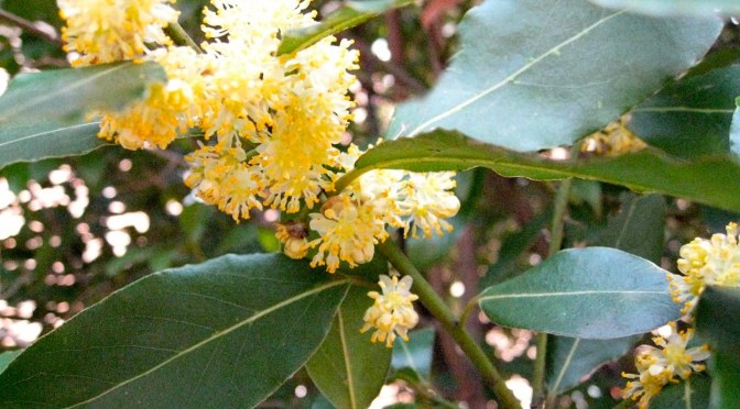 De laureles y flatos