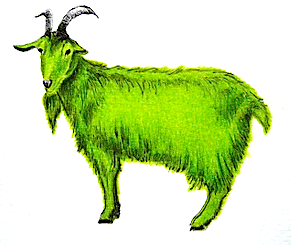 Cabra verde